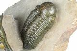 Zlichovaspis Trilobite With Reedops - Orange Eye Facets! #384181-10